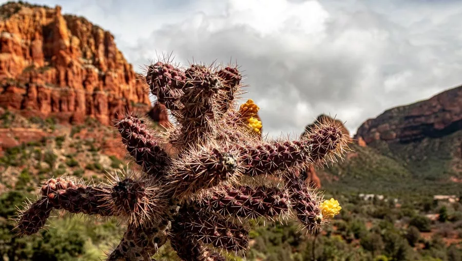 Drug Rehab in Catalina Foothills