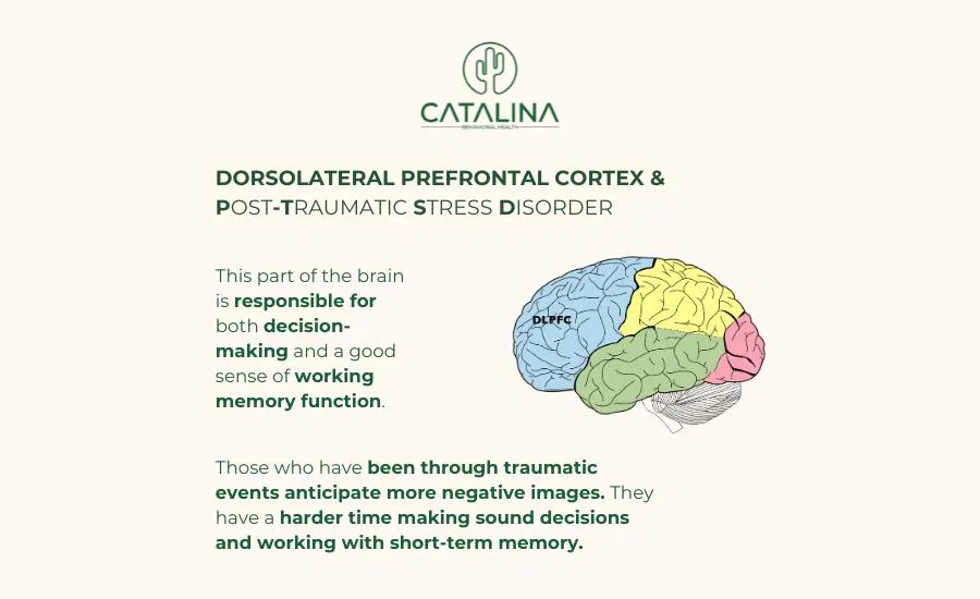 Dorsolateral prefrontal cortex changes made to brain during trauma infographic from Catalina in arizona