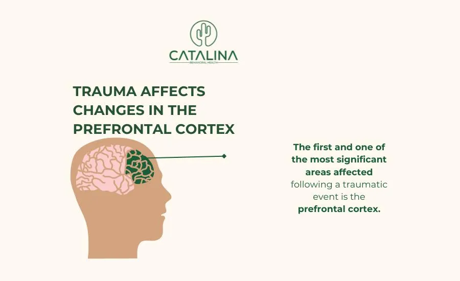 Prefrontal cortex changes in the brain due to trauma: an infographic from Catalina Behavioral Health
