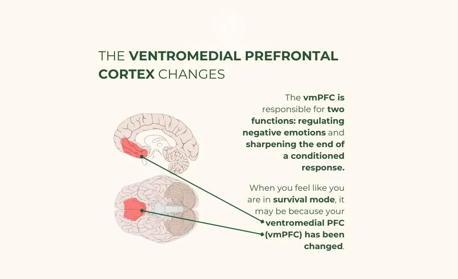 Ventromedial prefrontal cortex changes such as modified fight or flight response due to trauma: infographic from Catalina in Arizona