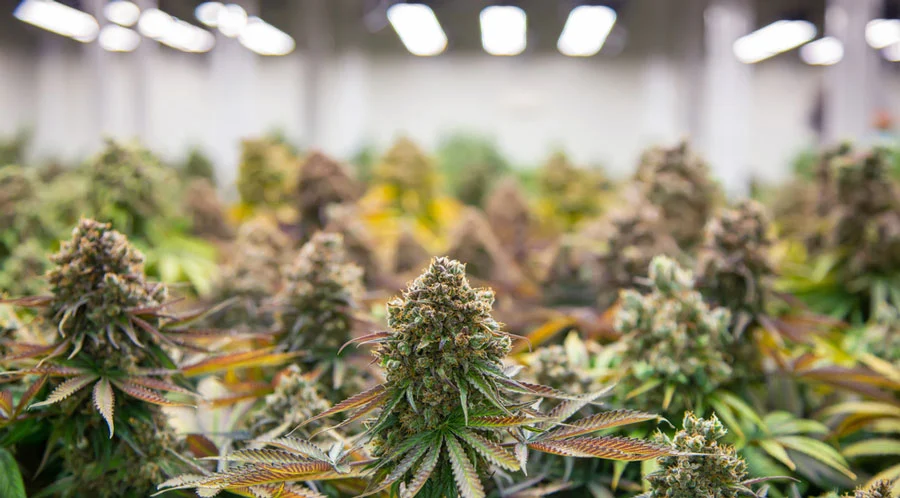 Cannabis Use Disorder Test