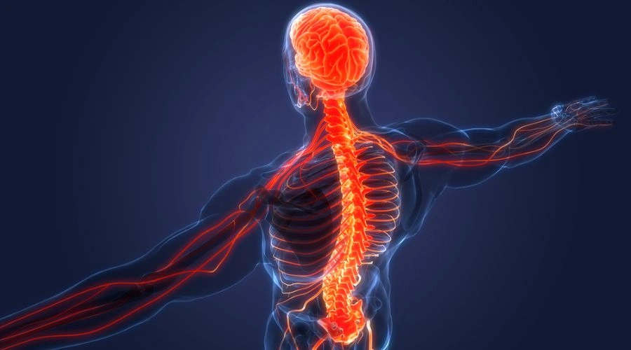 Image of the Central nervous system in the body